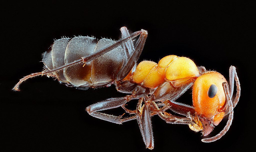 Ant Control service in Missoula, MT