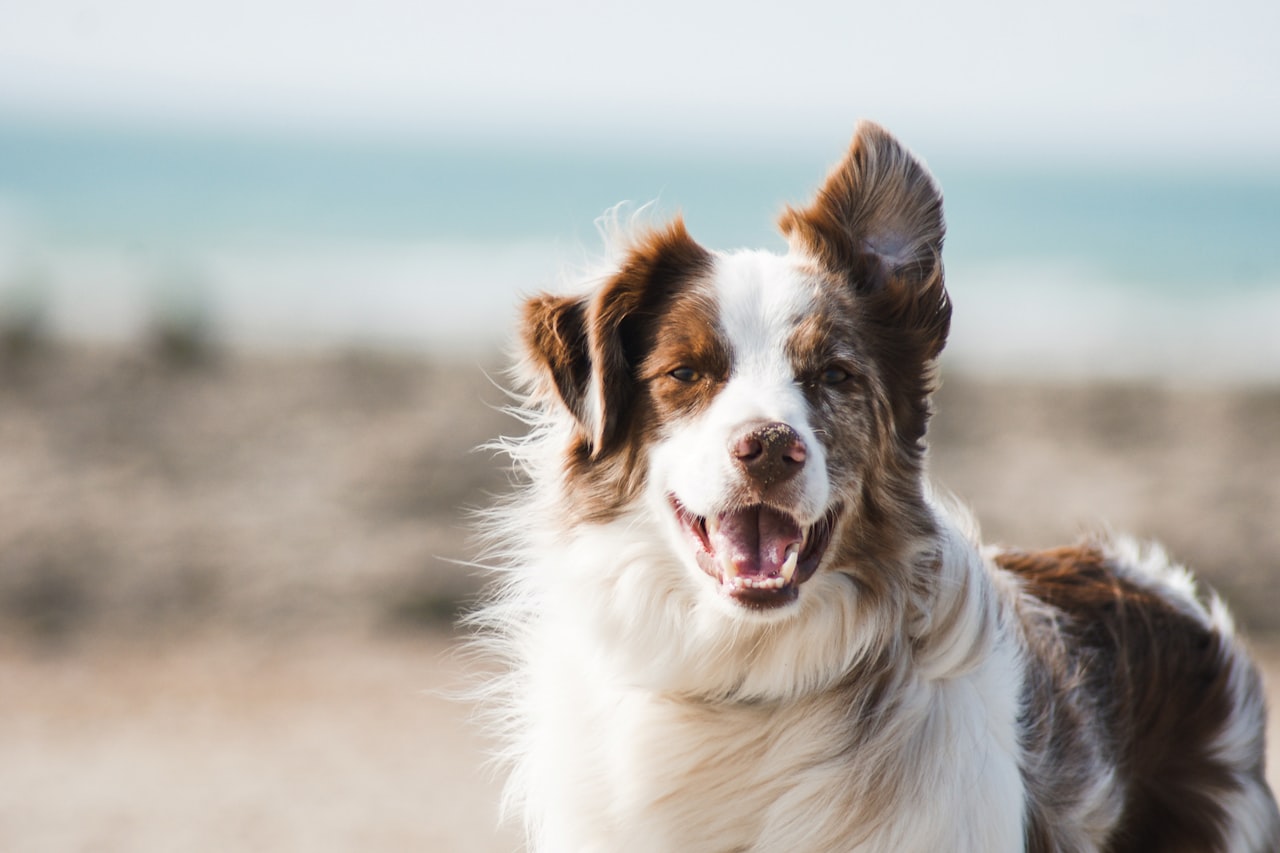 Flea & Tick Control service in Missoula, MT