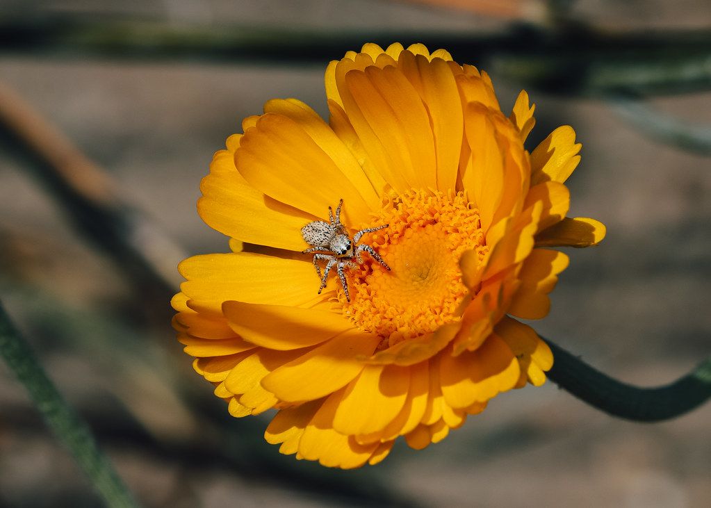 Spider Control service in Missoula, MT
